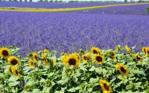 Lavendelfeld bei Valensole